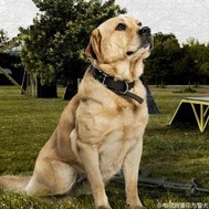 警哥与警犬